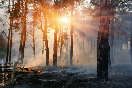 fire. wildfire, burning pine forest in the smoke and flames