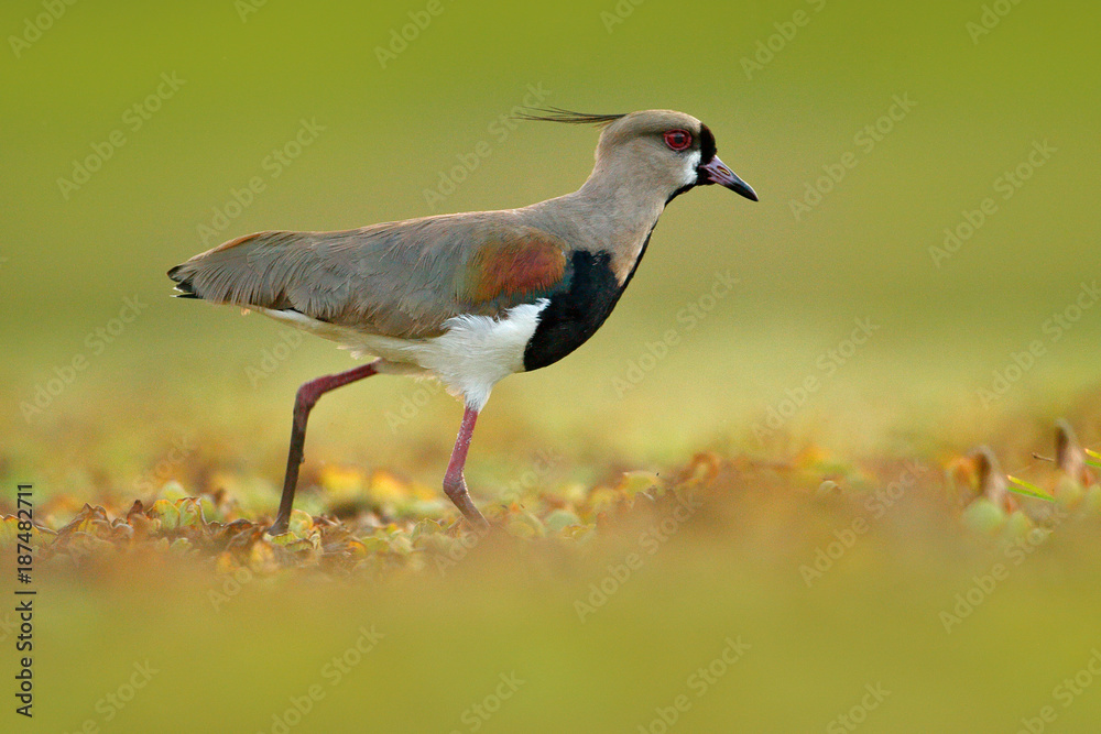 Naklejka premium Bird from Pantanal. Southern Lapwing, Vanellus chilensis, water exotic bird during sunrise, Pantanal, Brazil. Wildlife scene from nature. Morning in Brazil march.
