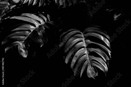 leaf in the rainforest - monochrome