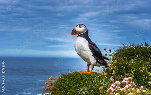 Canvas Print Puffins on the Latrabjarg cliffs, Western Fjords, Iceland