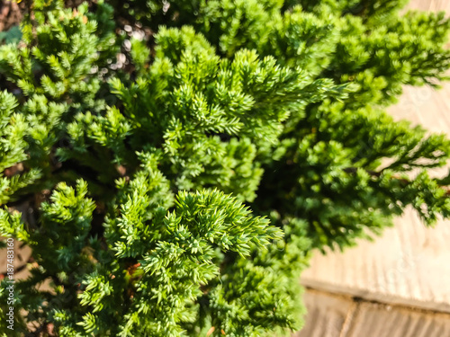 close up pine leaf background