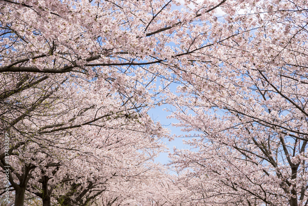 桜咲く 桜咲く