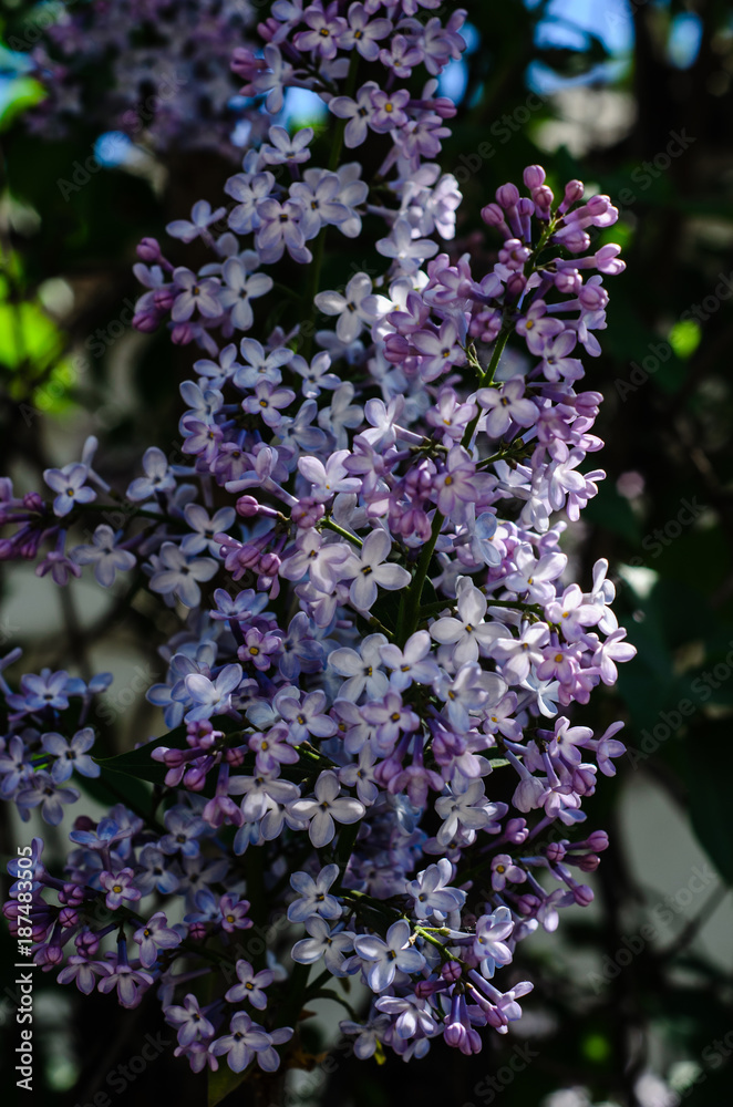 Fototapeta premium Lilac flowers on spring