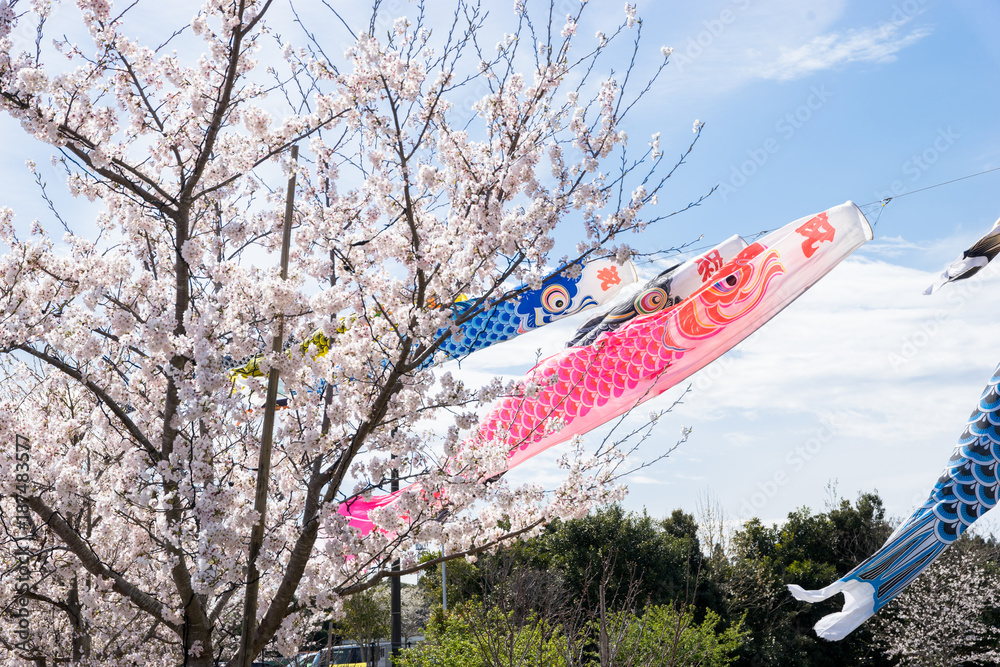 桜咲く 桜咲く