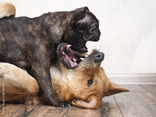 Sticker Fight huge and small dogs