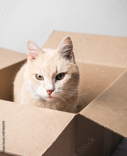 Cute cat sitting in box
