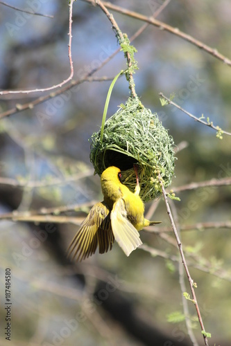 Fototapeta Naklejka Na Ścianę i Meble -  Weaverbird - Webervogel beim Nestbau