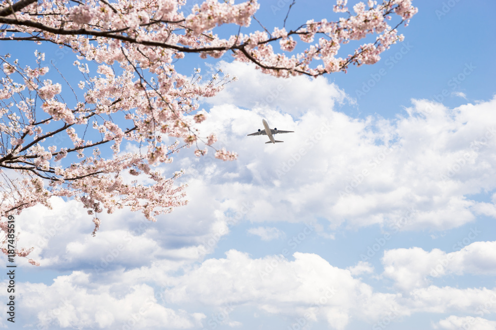 Fototapeta premium 桜と飛行機