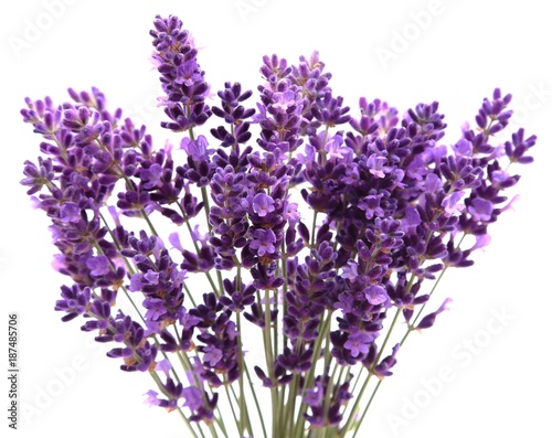 Fototapeta Naklejka Na Ścianę i Meble -  Lavender.