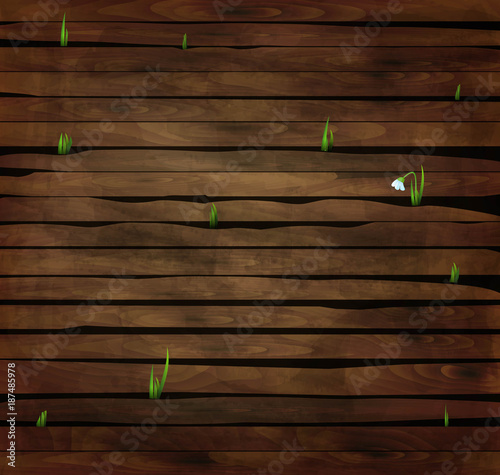 fist snowdrop flower growing through the wooden stick, spring come,