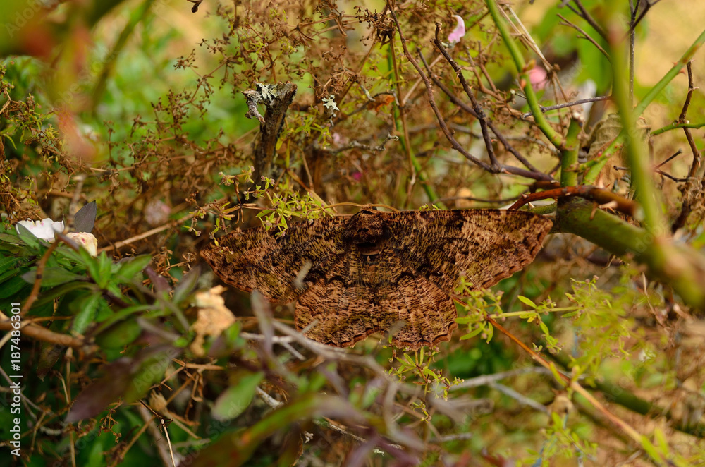 Fototapeta premium Brown Butterfly Moth