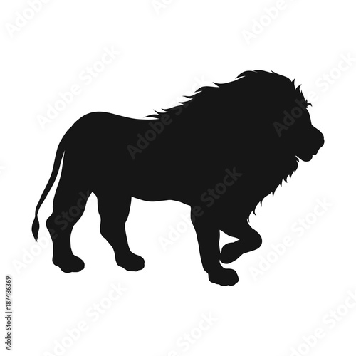 Silhouette of a walking strong lion