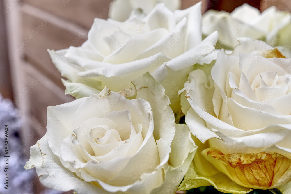 Obraz premium Close up background of beautiful white roses. HDR effect.
