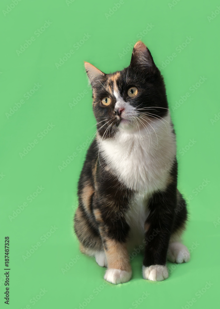 Beautiful three-colored cat on green background