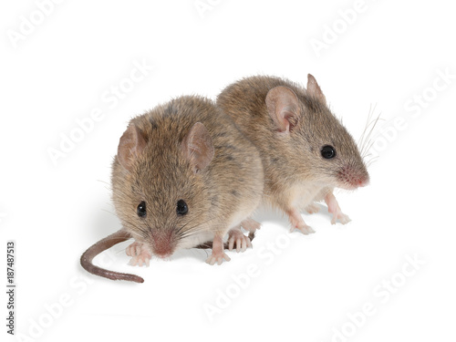 closeup two field mouse (Apodemus) sits on white background.  isolated on white