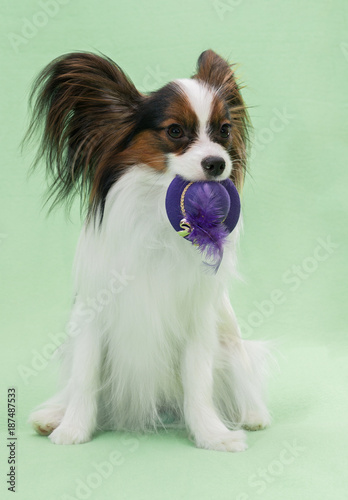 Beautiful young continental spaniel papillon holds in the mouths of hats off with feather on a green background