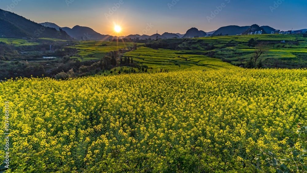 Luoping canola flower field with sunset