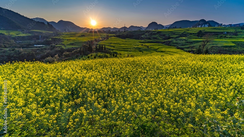 Luoping canola flower field with sunset Luoping canola flower field with sunset