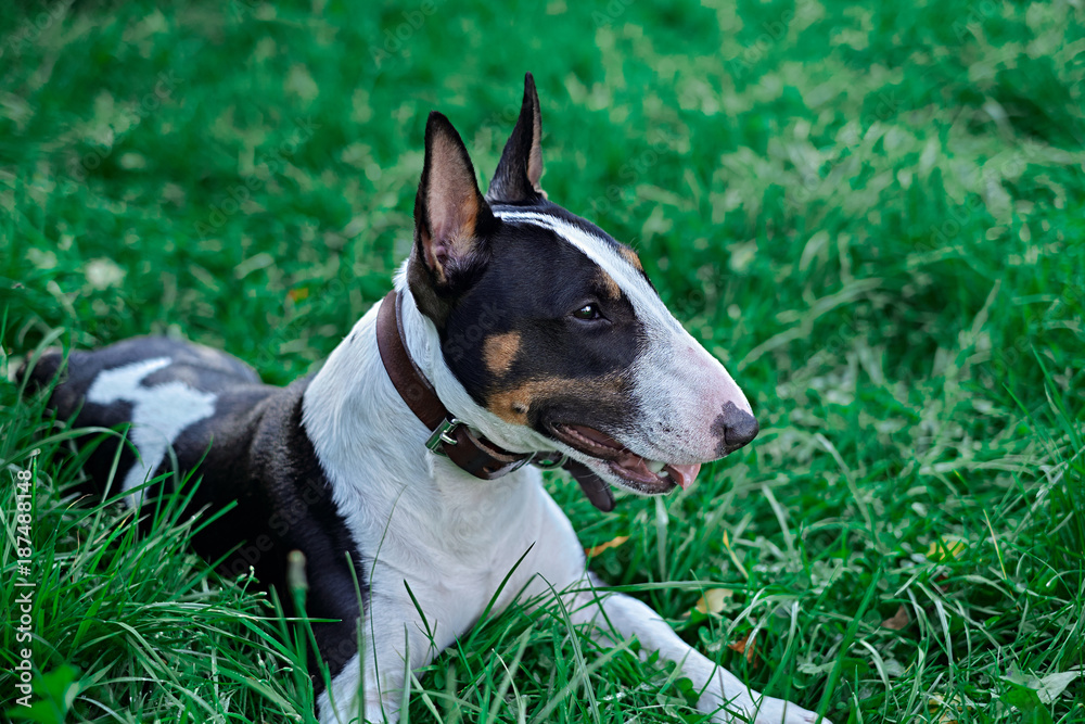 Bullterrier puppy dog portrait on a green grass.