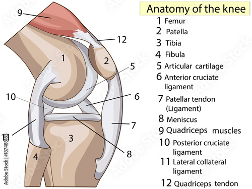 Anatomy. Subscribe. Structure knee joint vector