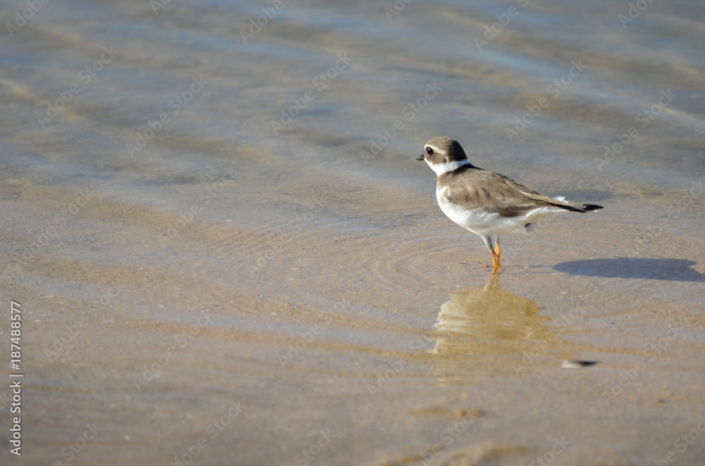 Ringed plover near the sea in portugal Ringed plover near the sea in portugal
