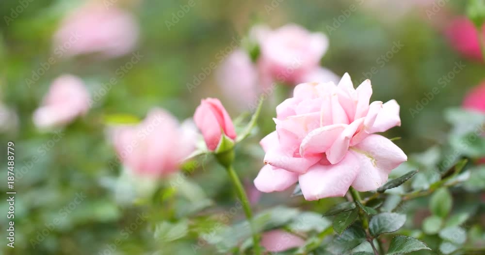 Wild Pink roses meadow Wild Pink roses meadow