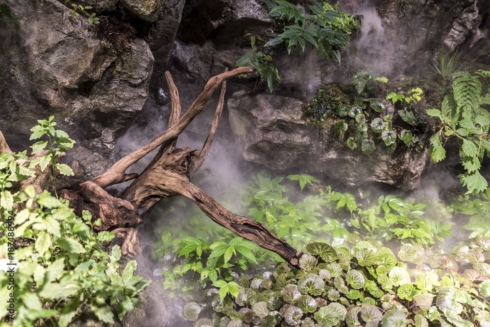 Primeval landscape, with mist drifting around foliage and wood Primeval landscape, with mist drifting around foliage and wood