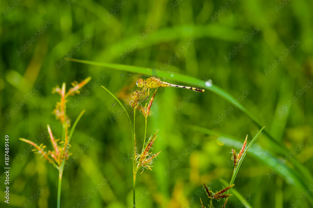 Macro of dragonfly on the grass leave. Dragonfly in the nature Macro of dragonfly on the grass leave. Dragonfly in the nature