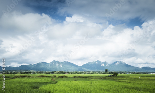 rice field mountain and sky