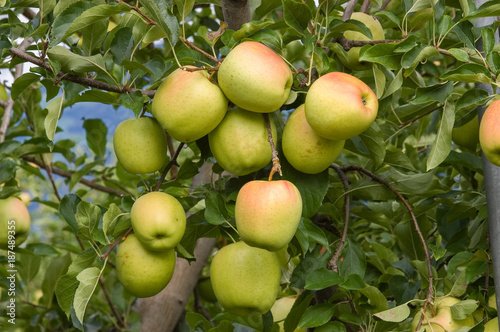 Äpfel Sorte Golden Delicious