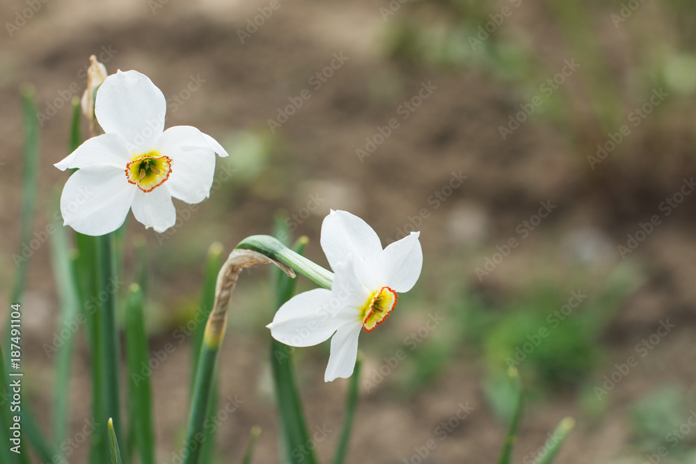 white narcissus flowers in garden, springtime white narcissus flowers in garden, springtime