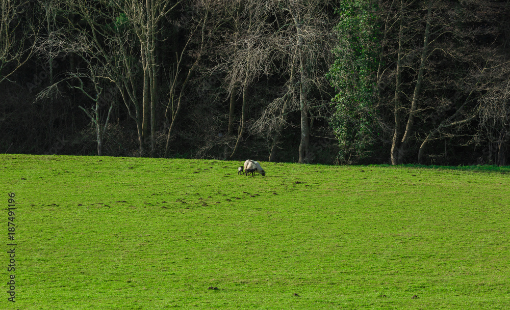 Typical Basque landscape between mountains and animals Typical Basque landscape between mountains and animals