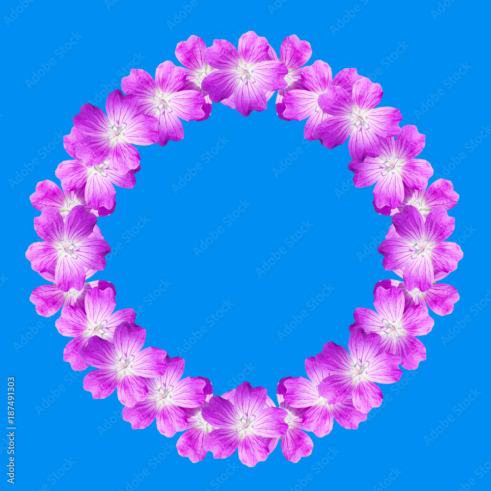 mock up round floral frame from flowers of wild geranium isolated on blue background, for text, for phrases, for lettering, for congratulations