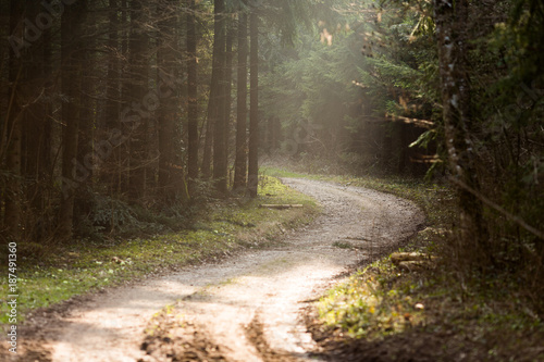 Un chemin forestier à contre-jour