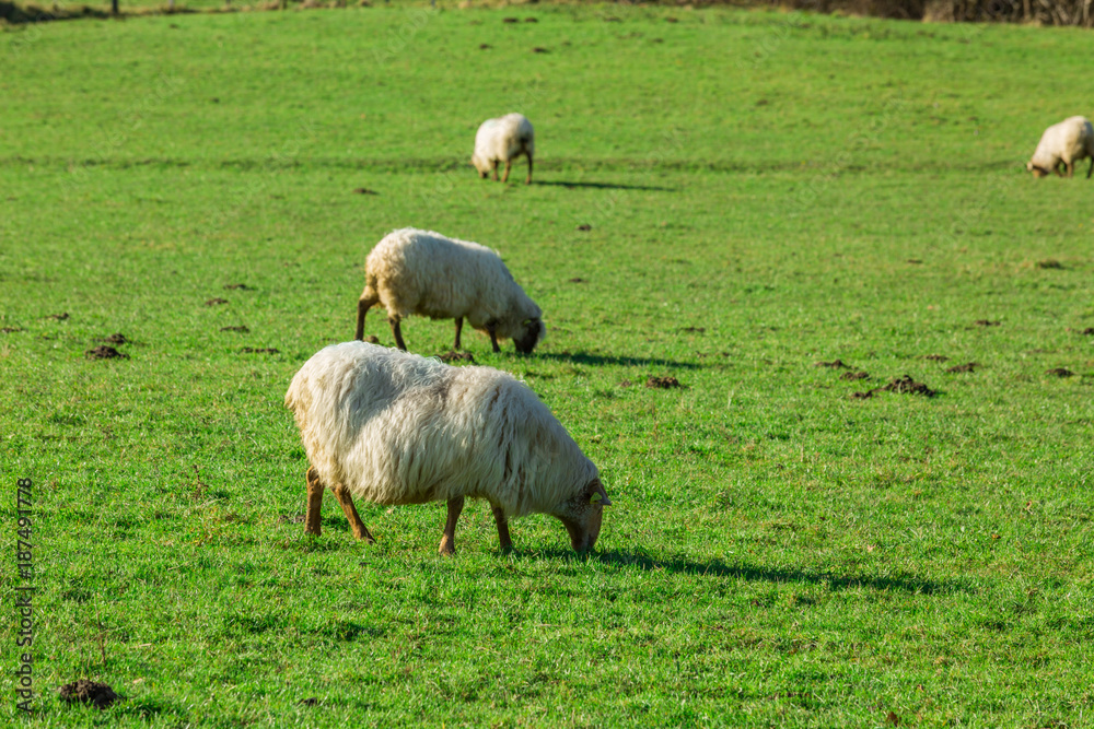 Fototapeta premium Typical Basque landscape between mountains and animals