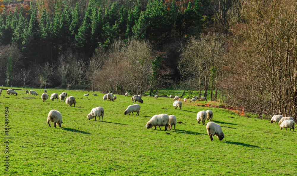 Obraz premium Típico paisaje vasco entre montañas y animales