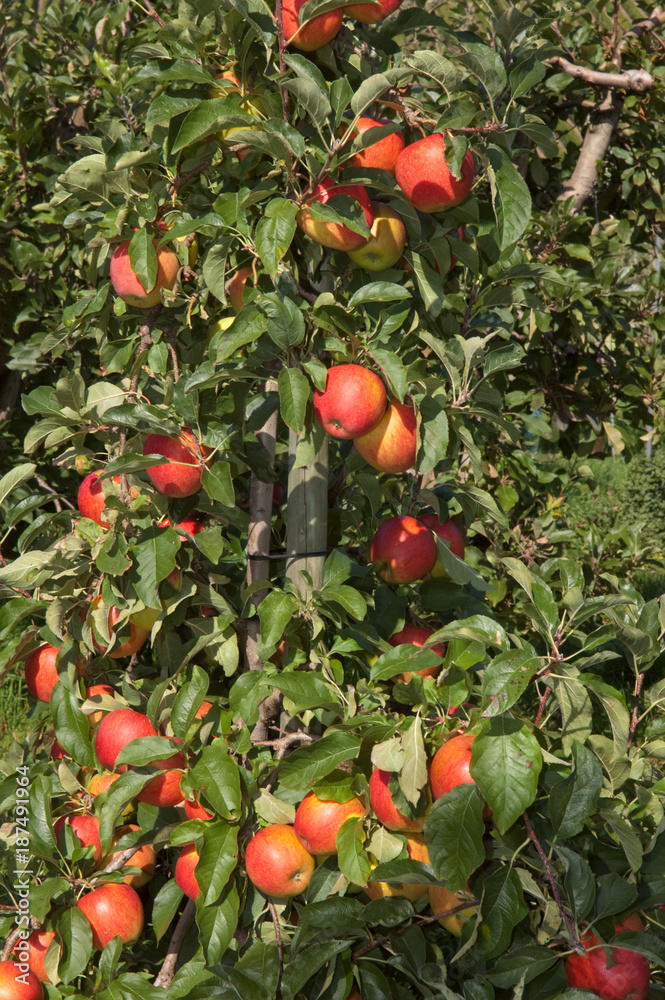 Äpfel Sorte Pinova