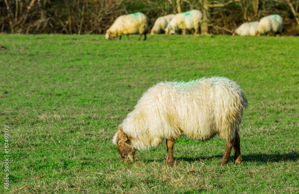 Obraz premium Típico paisaje vasco entre montañas y animales