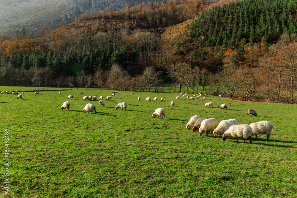 Típico paisaje vasco entre montañas y animales Típico paisaje vasco entre montañas y animales