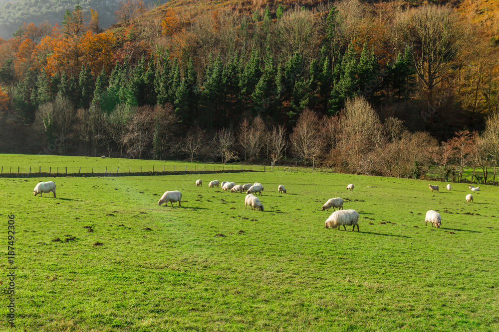 Obraz premium Typical Basque landscape between mountains and animals