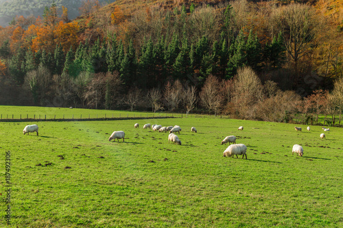 Typical Basque landscape between mountains and animals