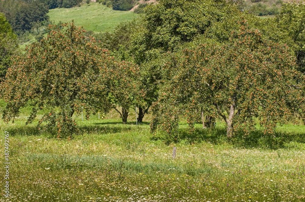 Wiese mit Apfelbäumen