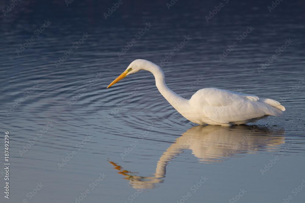 Une Grande Aigrette qui pêche Une Grande Aigrette qui pêche