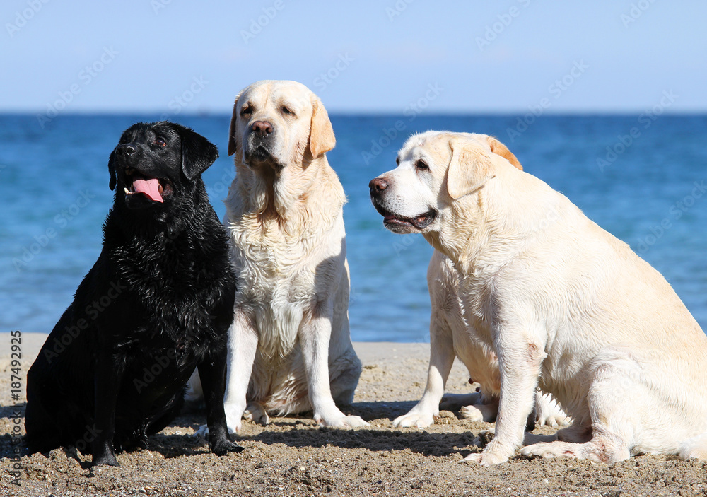 four cute lovely labradors playing at the sea portraits