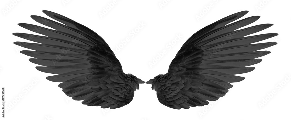 Obraz black wings of bird on black background