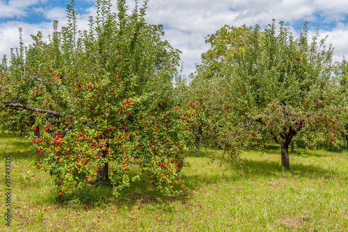 Wiese mit Apfelbäumen © Eberhard