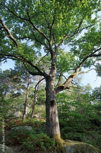 Chêne en été en forêt de Fontainebleau