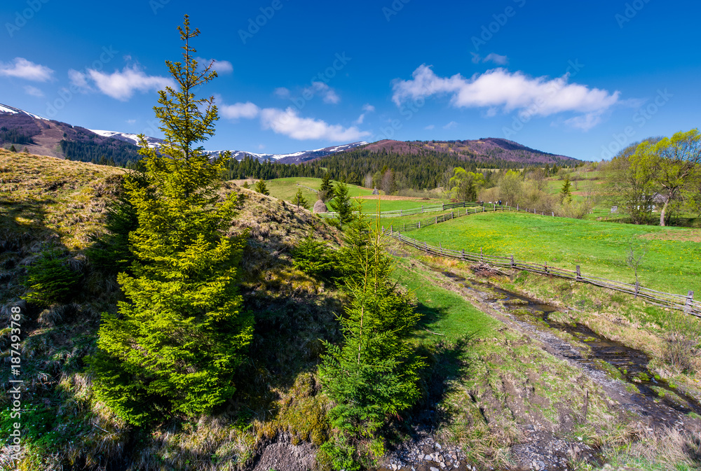 Fototapeta premium spruce trees near the brook in springtime. lovely countryside scenery in rural area. fresh green grassy fields on hills. deep blue sky with fluffy clouds. mountains with some snow in the distance