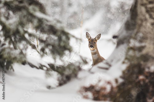 Un chevreuil sous la neige