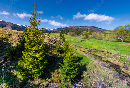 spruce trees near the brook in springtime. lovely countryside scenery in rural area. fresh green grassy fields on hills. deep blue sky with fluffy clouds. mountains with some snow in the distance © Pellinni